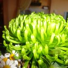 grüne Chrysanthyme