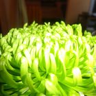 grüne Chrysanthyme I