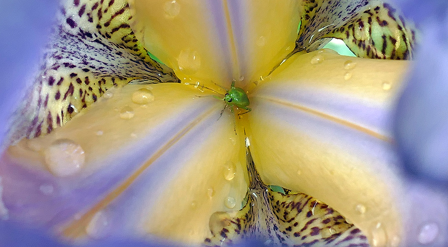 grüne Distelwanze in Irisblüte