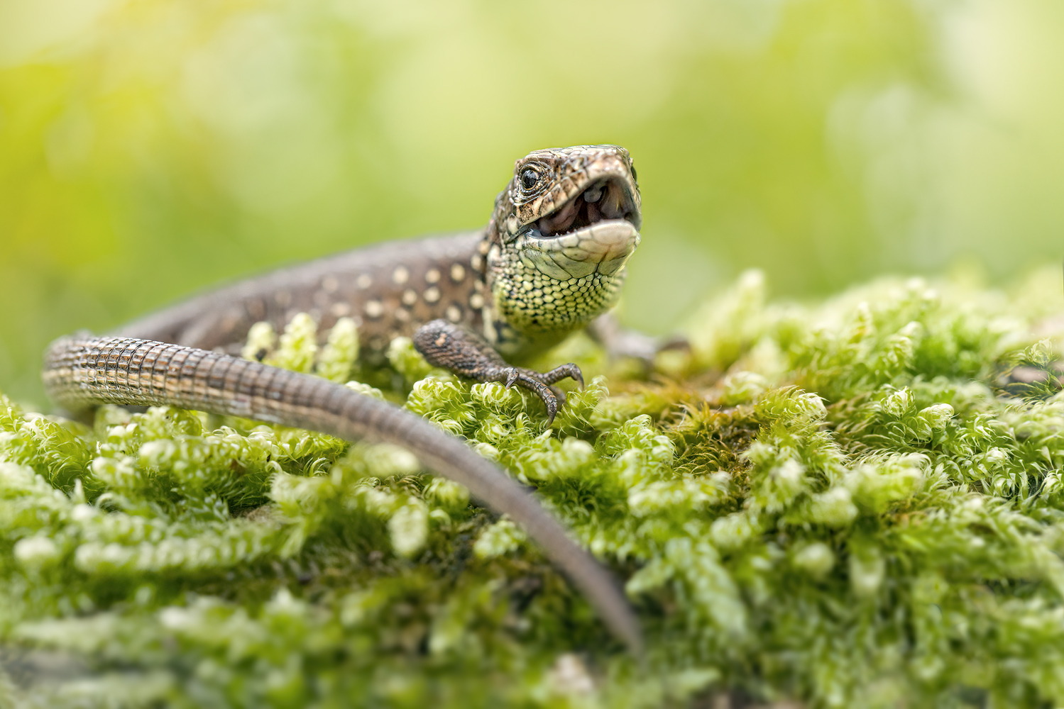 Grüne Drache