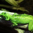 Grüne Echse - in Hagenbeck