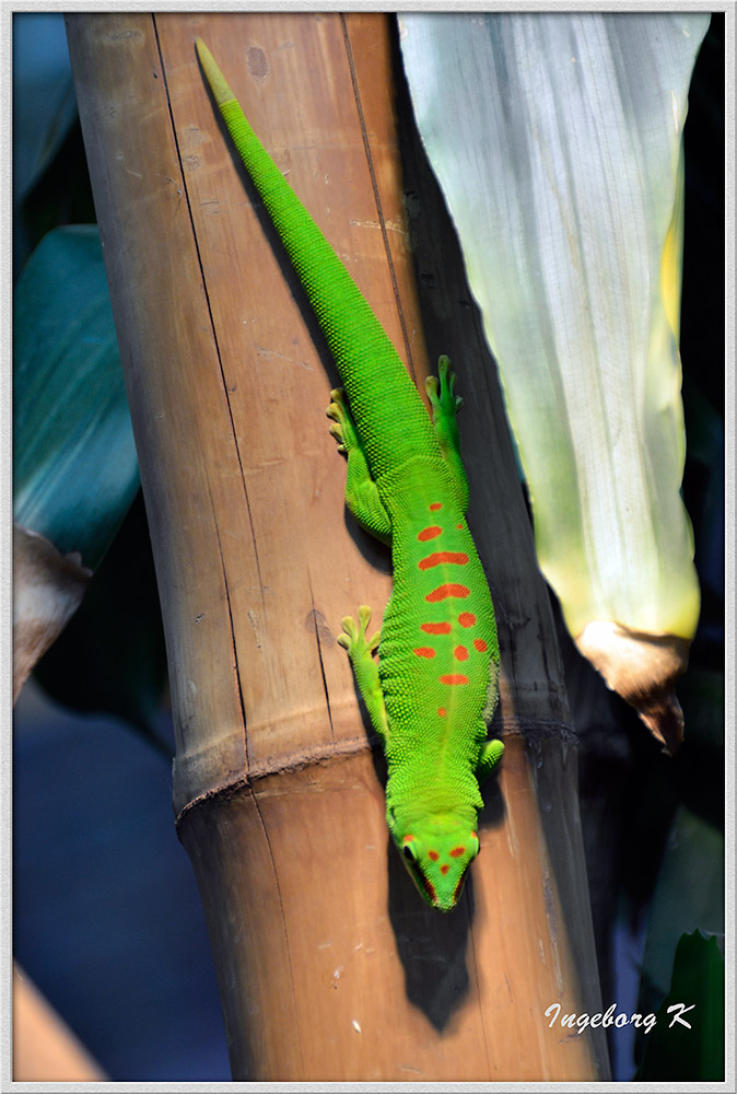 grüne Echse - Madagaskar Taggecko