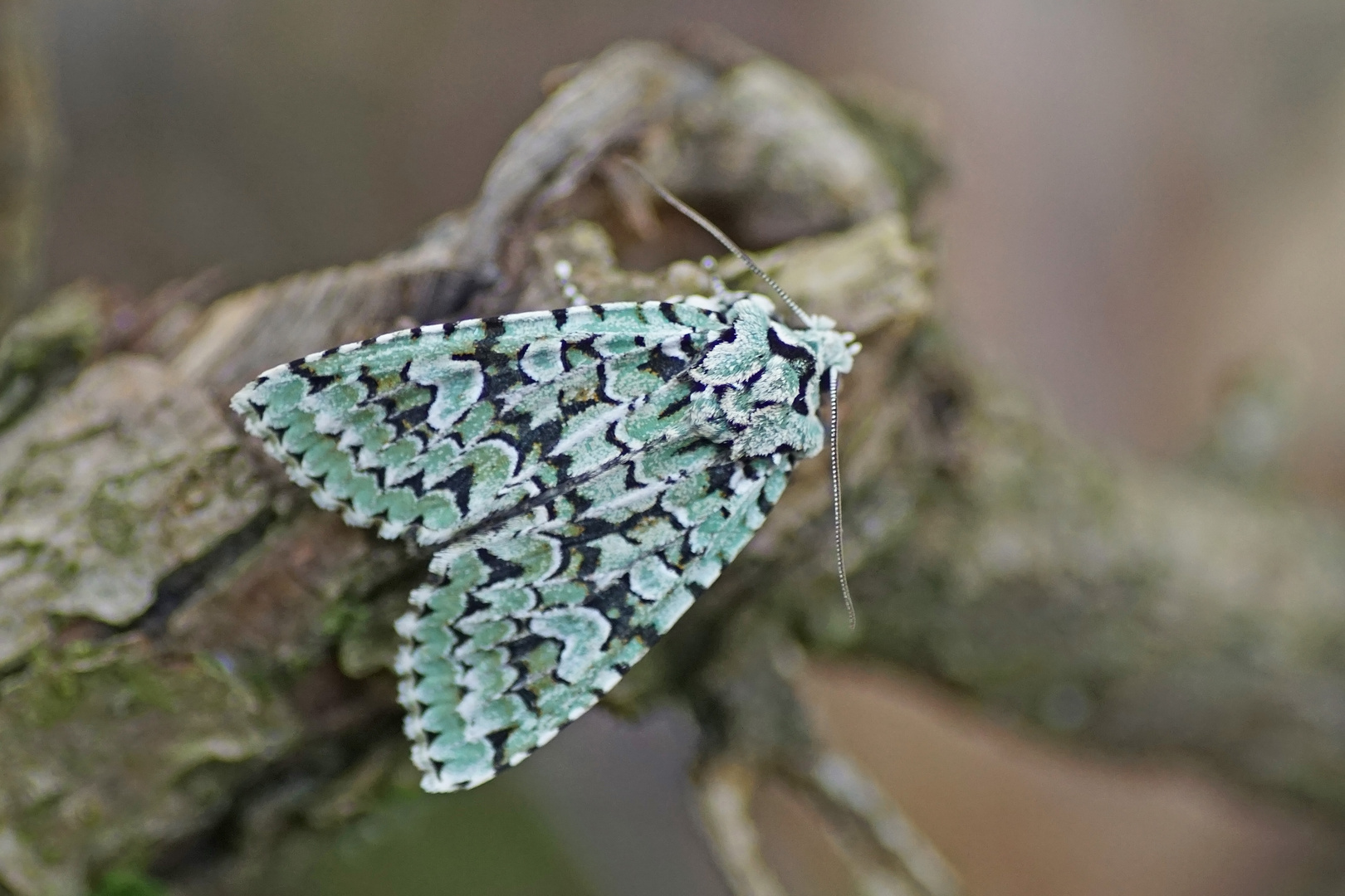 Grüne Eicheneule (Griposia aprilina)