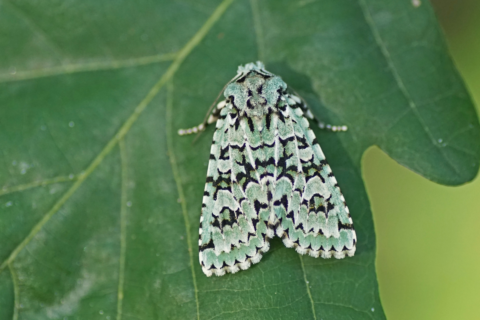 Grüne Eicheneule (Griposia aprilina)