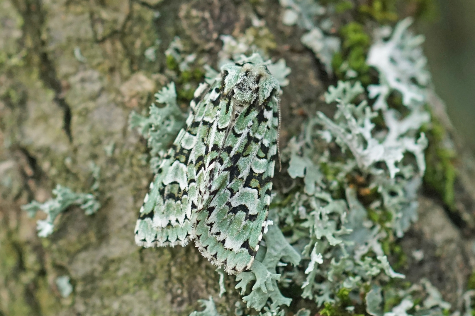 Grüne Eicheneule (Griposia aprilina)