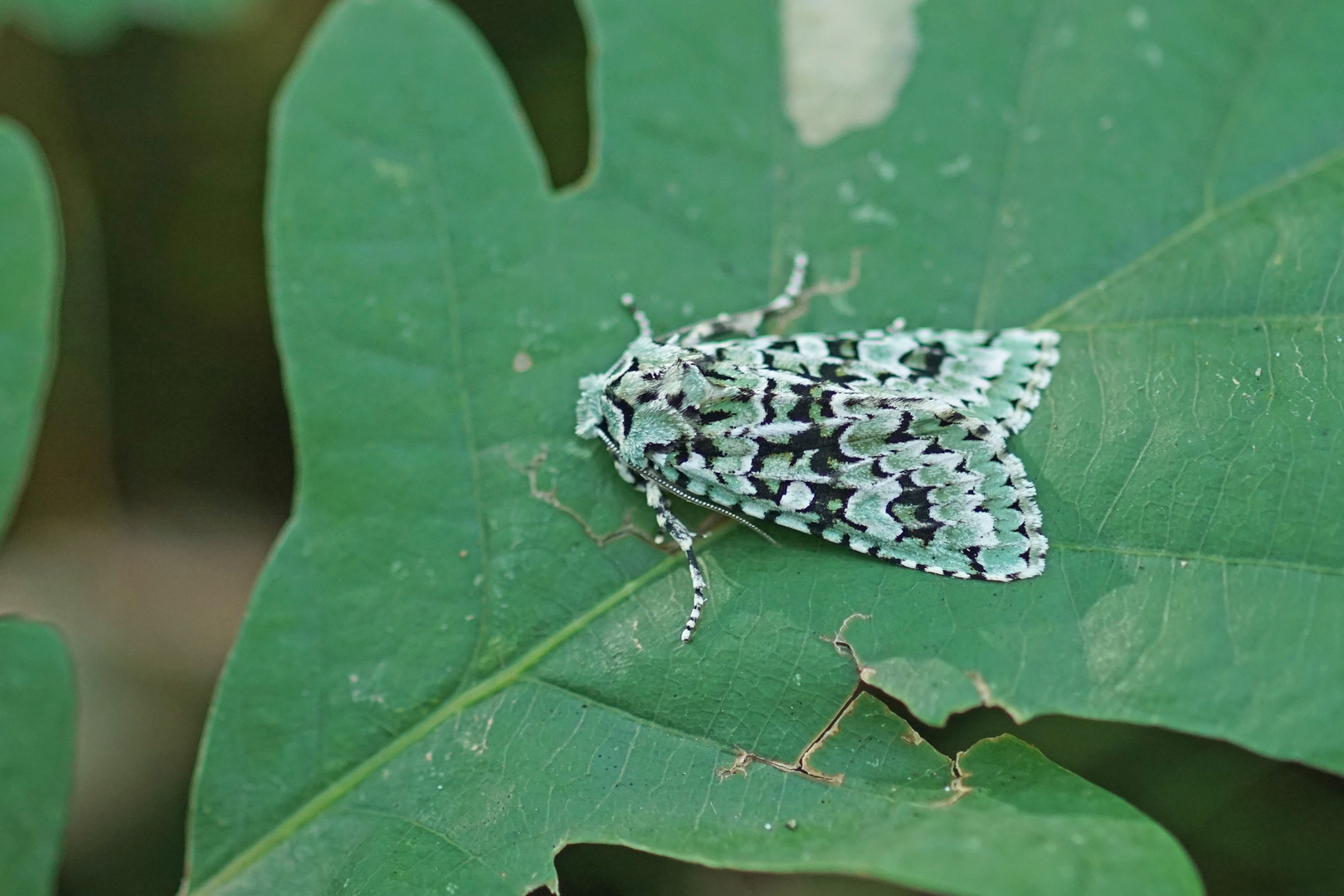 Grüne Eicheneule (Griposia aprilina)