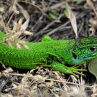 Grüne Eidechse am Kaiserstuhl