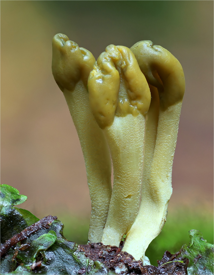 Grüne Erdzunge (Microglossum Viride) 