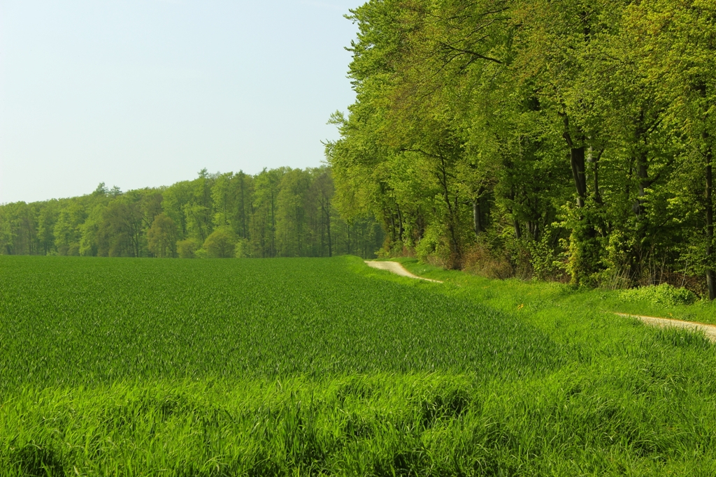 Grüne Erinnerungen