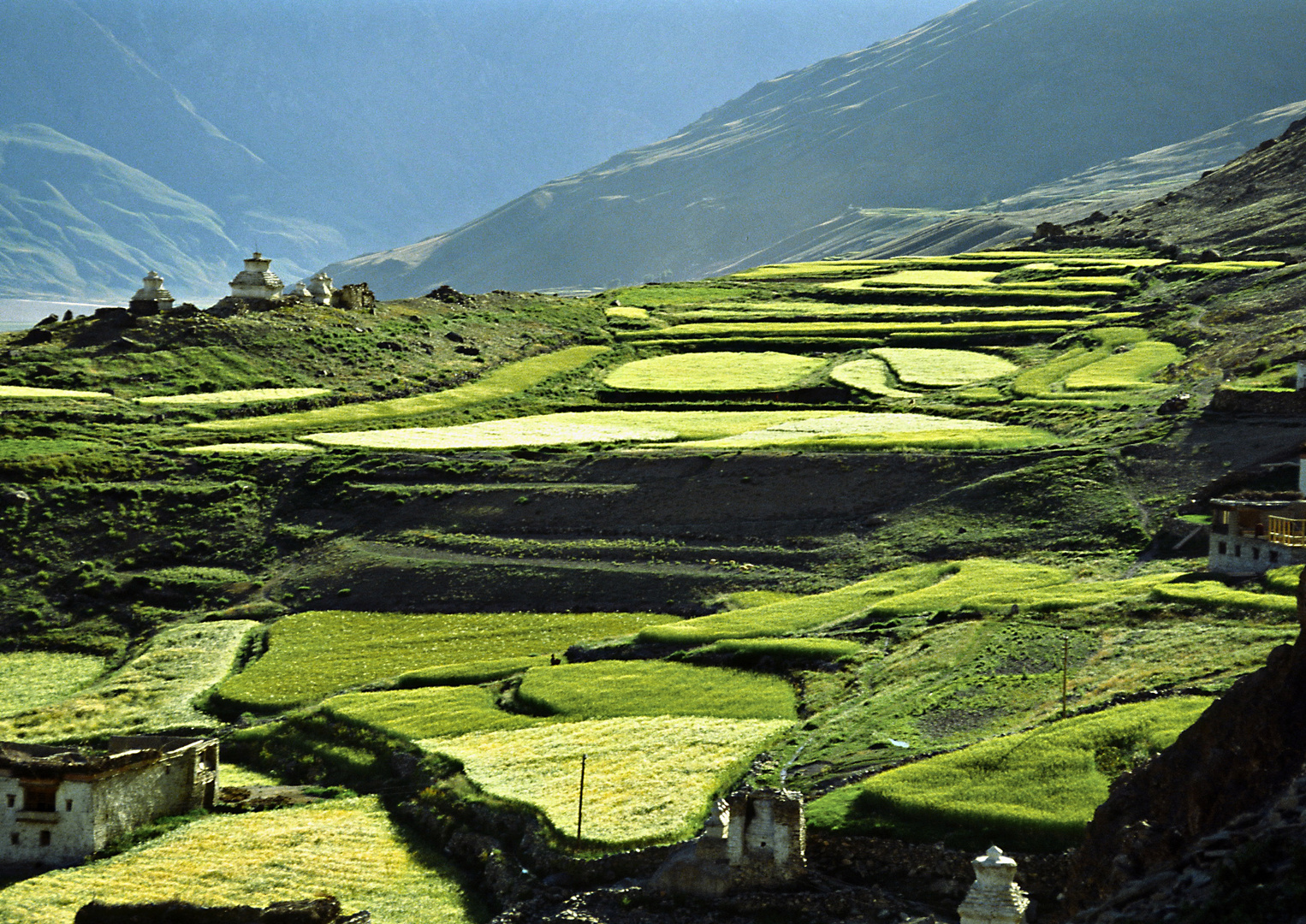 grüne Felder in Zanskar