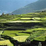 grüne Felder in Zanskar