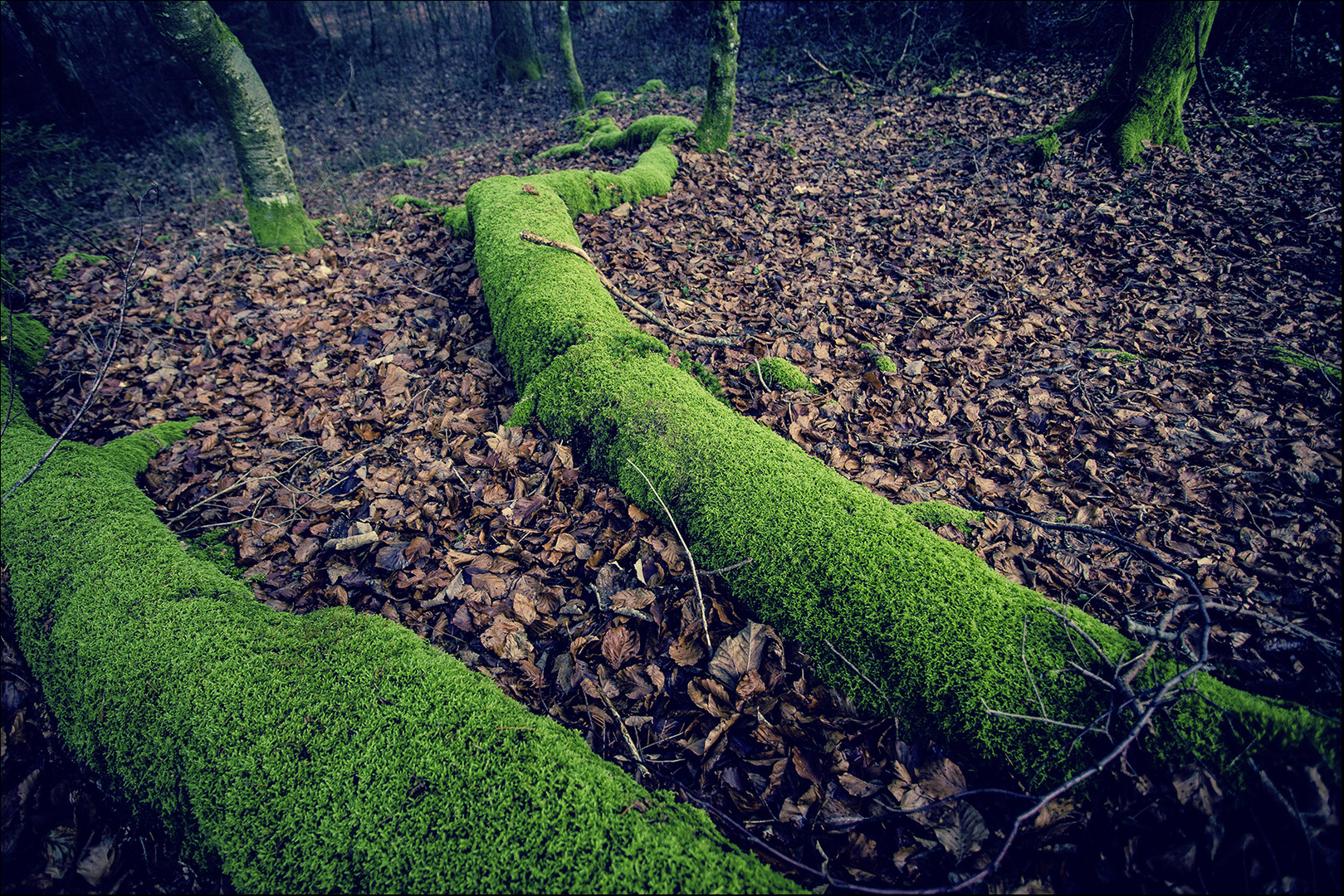 Grüne Finger