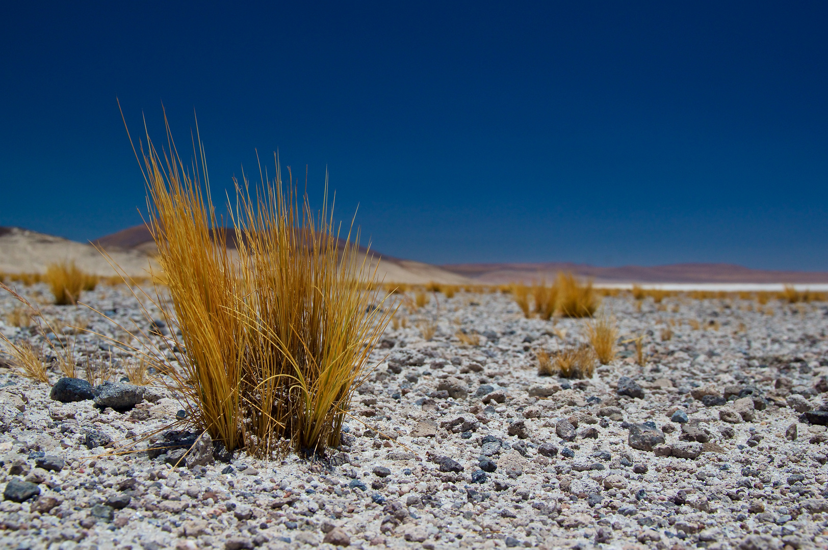Grüne Flecken Foto & Bild | south america, natur, chile Bilder auf