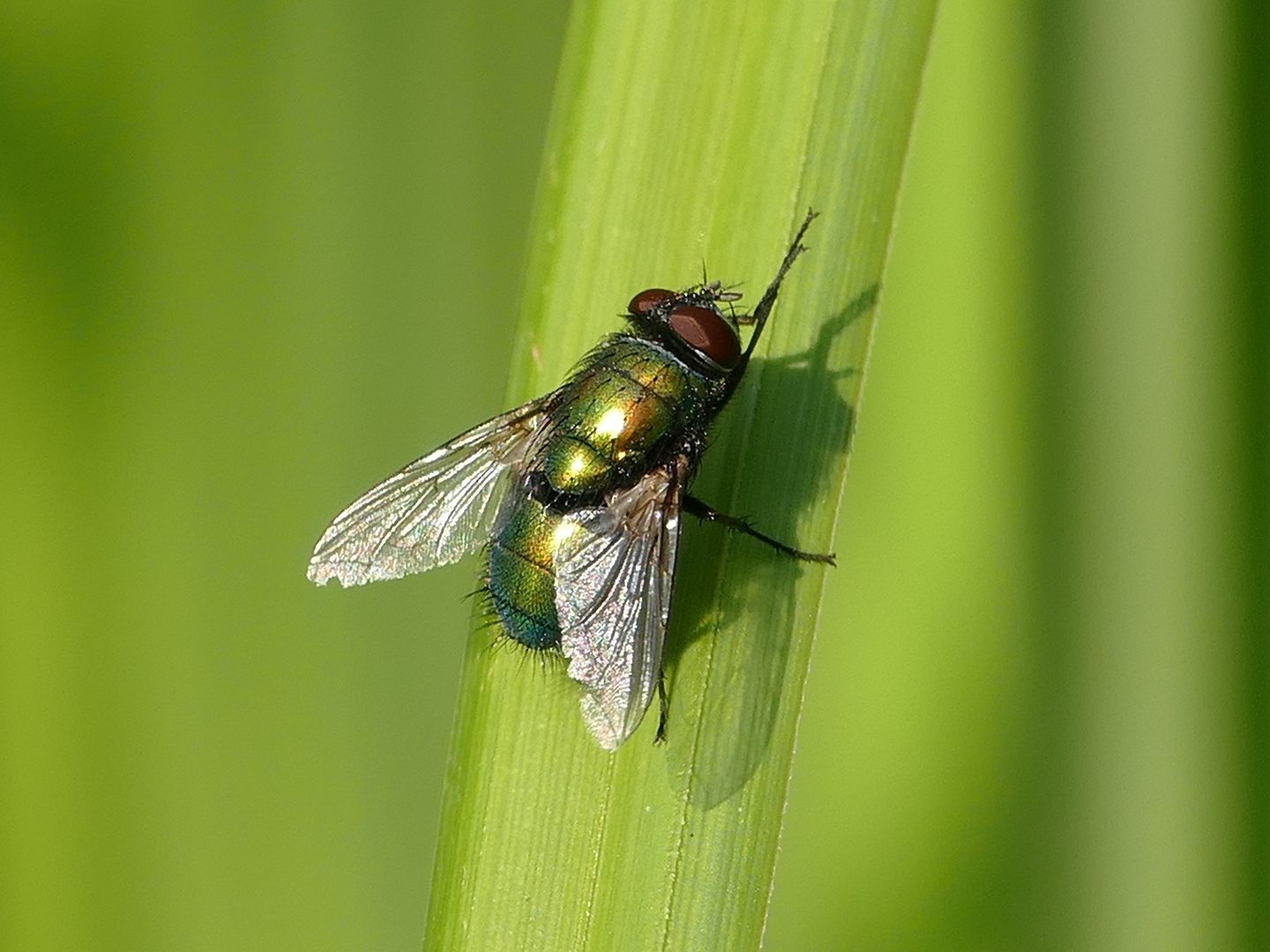 Grüne Fliege