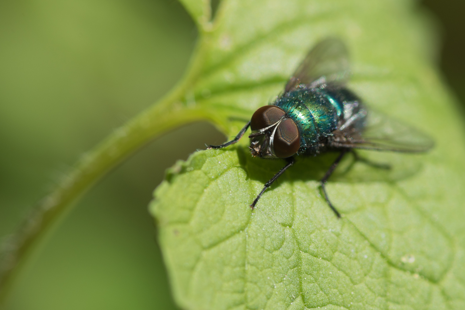 Grüne Fliege Foto & Bild tiere, wildlife, insekten Bilder auf