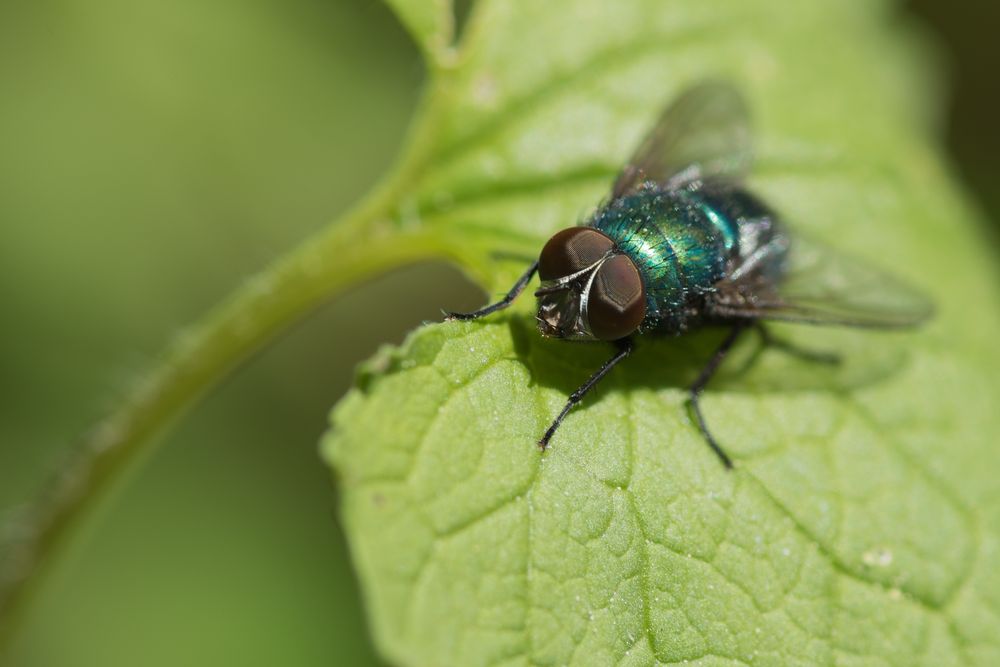 Grüne Fliege Foto & Bild tiere, wildlife, insekten Bilder auf