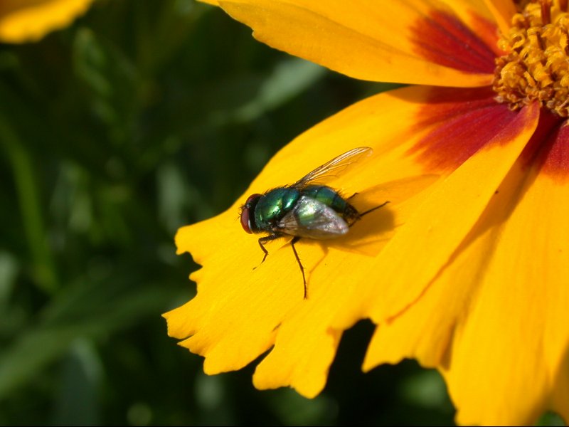 Grüne Fliege