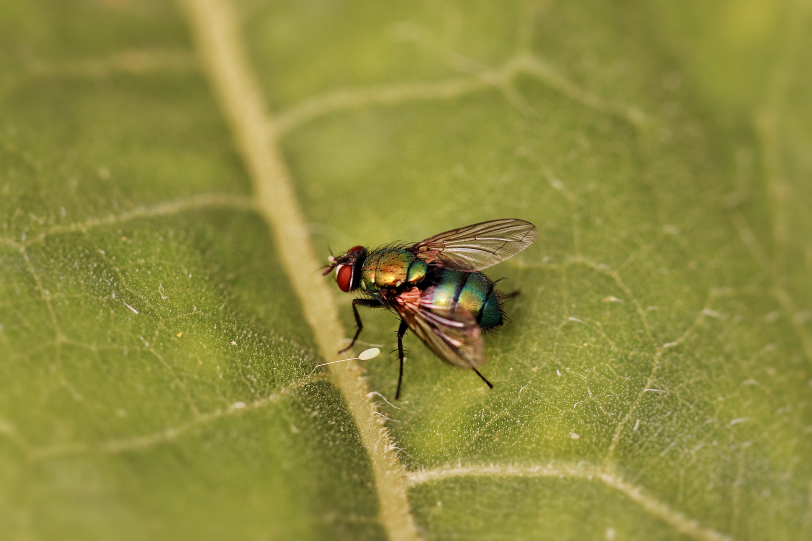 Grüne Fliege