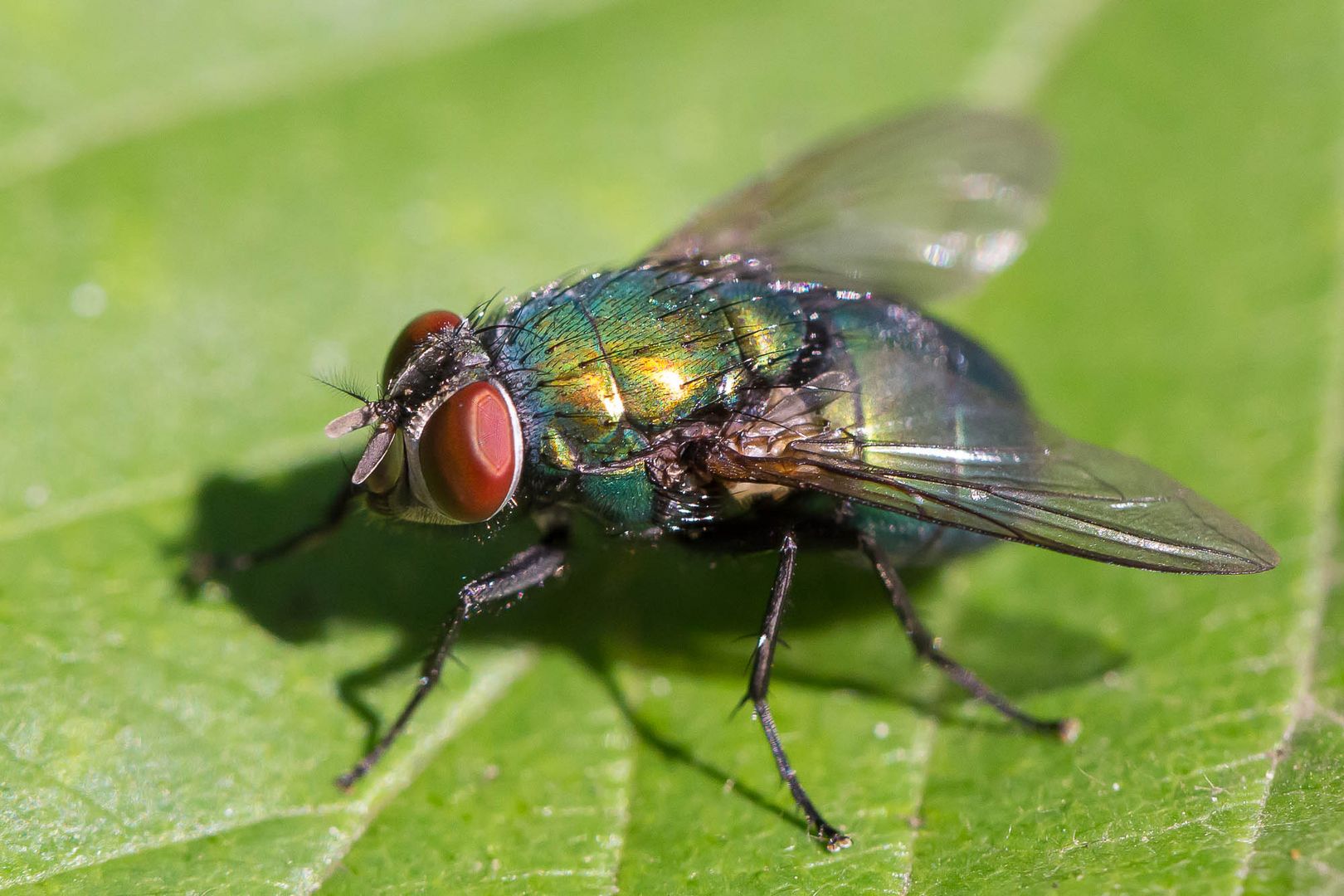 grüne Fliege Foto & Bild tiere, wildlife, insekten Bilder auf