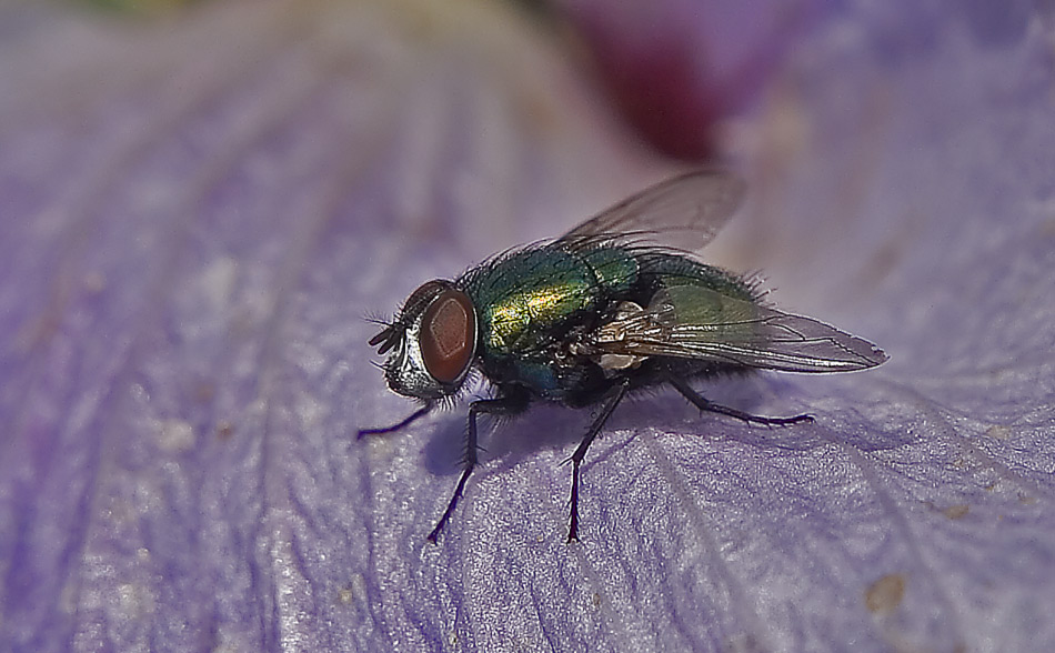 grüne Fliege