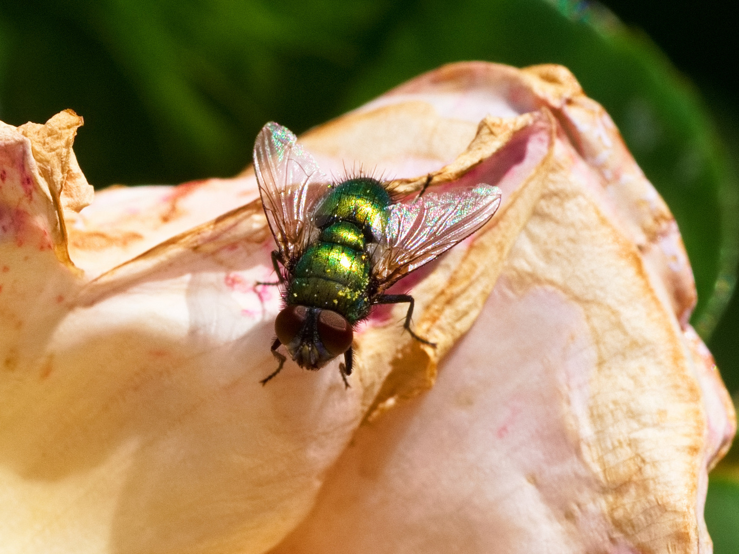 Grüne Fliege auf der abgeblühten Rose