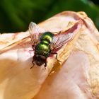 Grüne Fliege auf der abgeblühten Rose