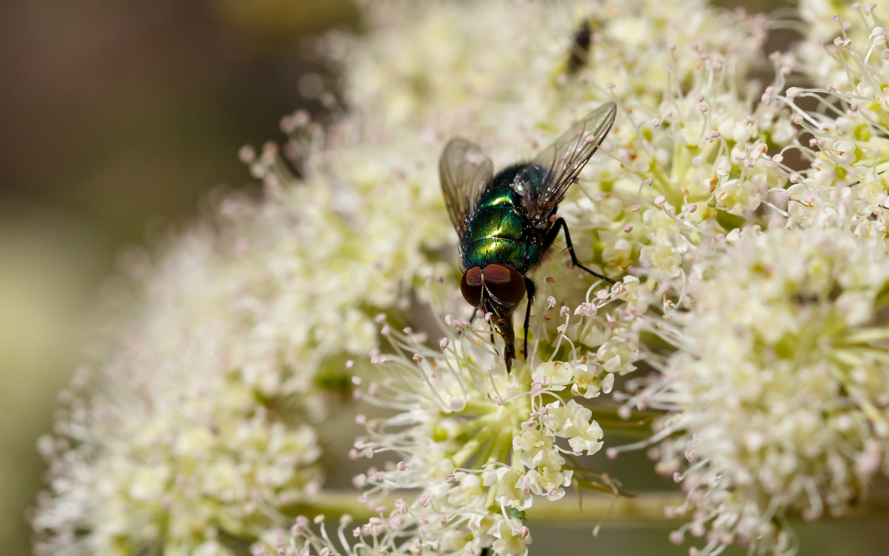 Grüne Fliege