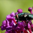 Grüne Fliege / Buddleja