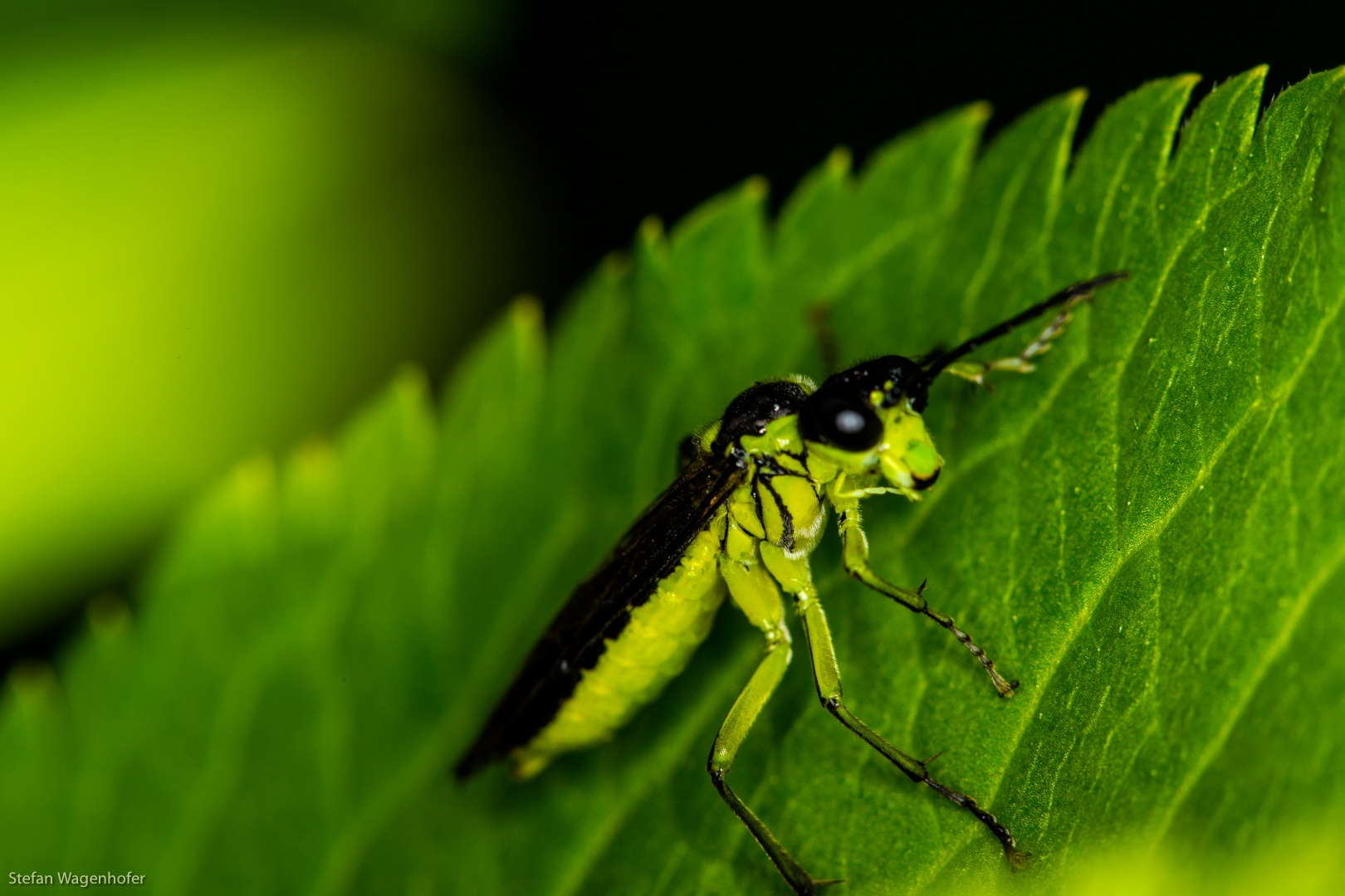 Grüne Fliege