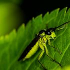 Grüne Fliege