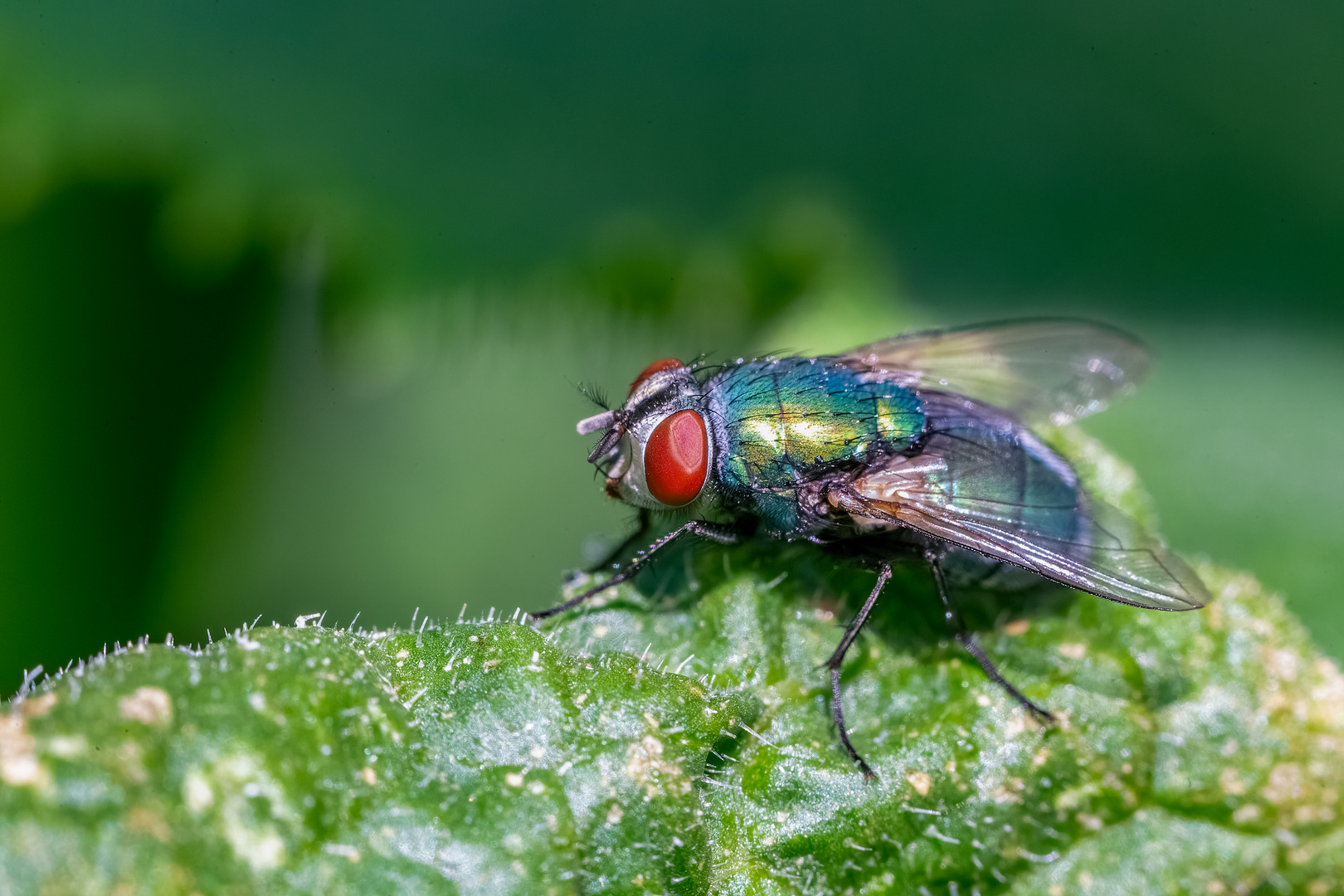 Grüne Fliege 