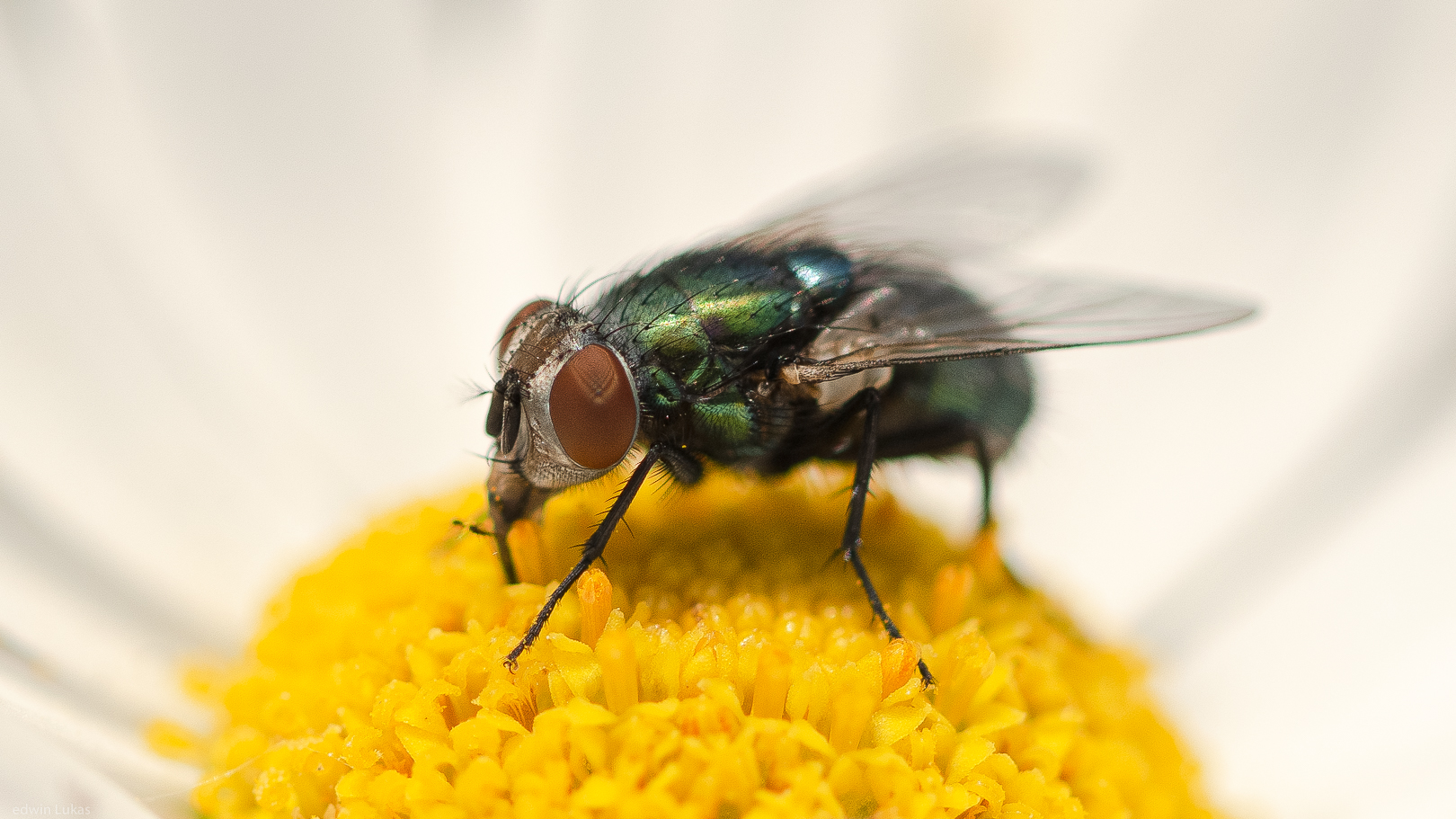 Grüne Fliege