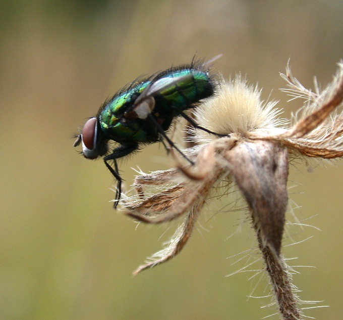 Grüne Fliege