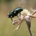 Grüne Fliege