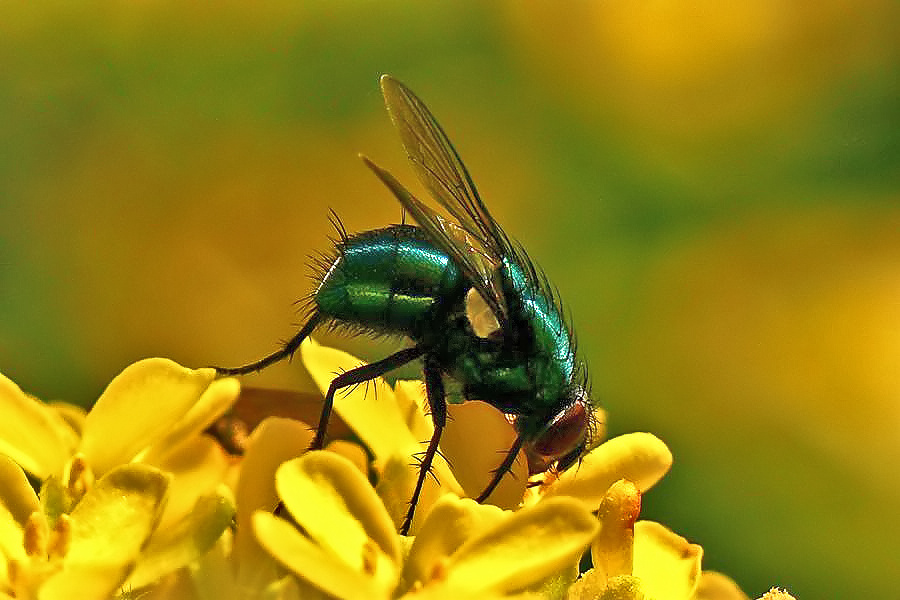 Grüne Fliege