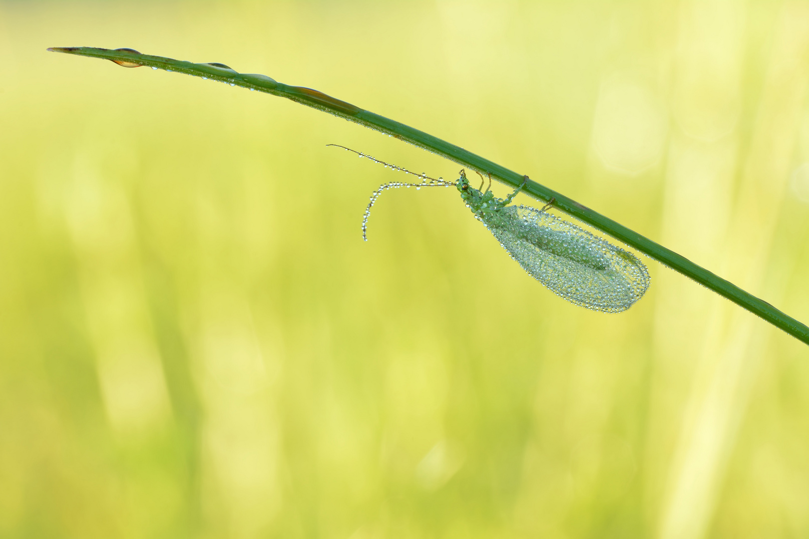 Grüne Florfliege