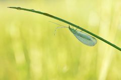 Grüne Florfliege