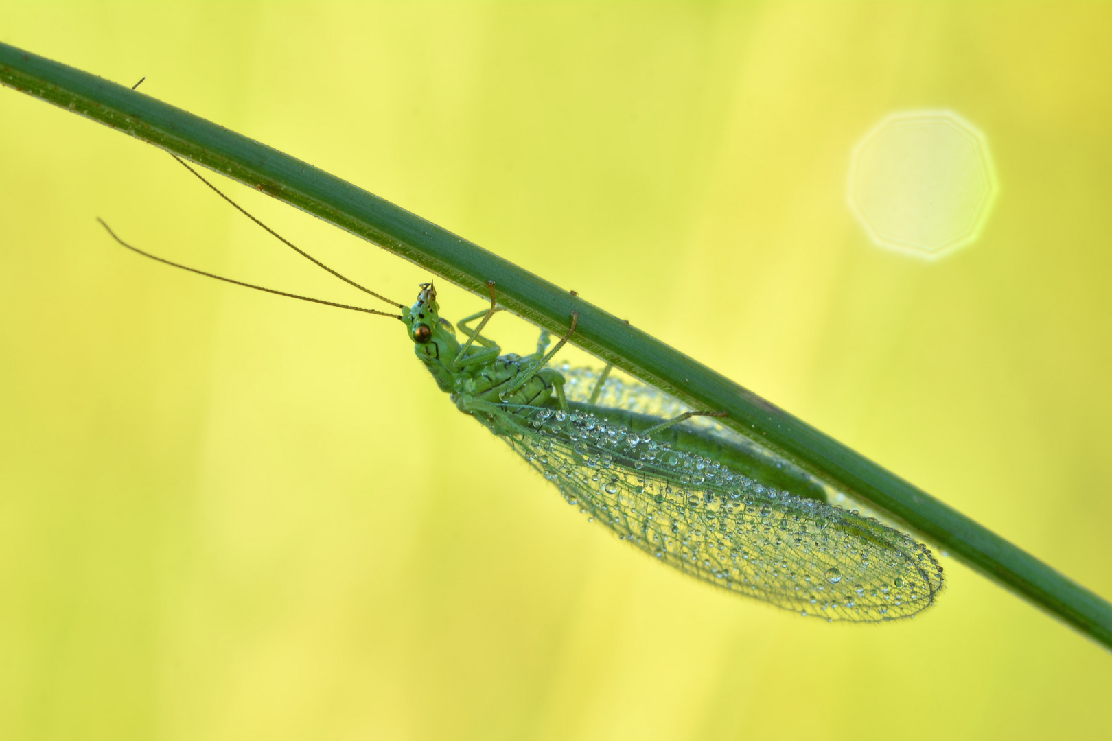 Grüne Florfliege 2 Foto & Bild tiere, wildlife, insekten Bilder auf