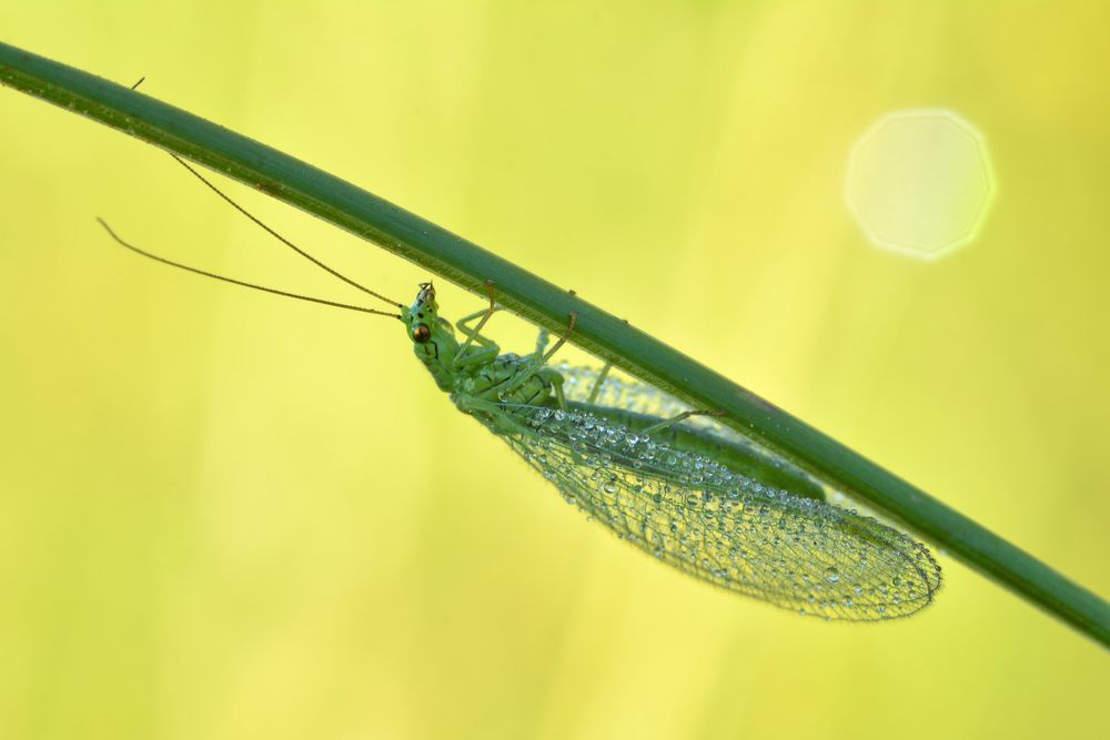 Grüne Florfliege 2 Foto & Bild tiere, wildlife, insekten Bilder auf