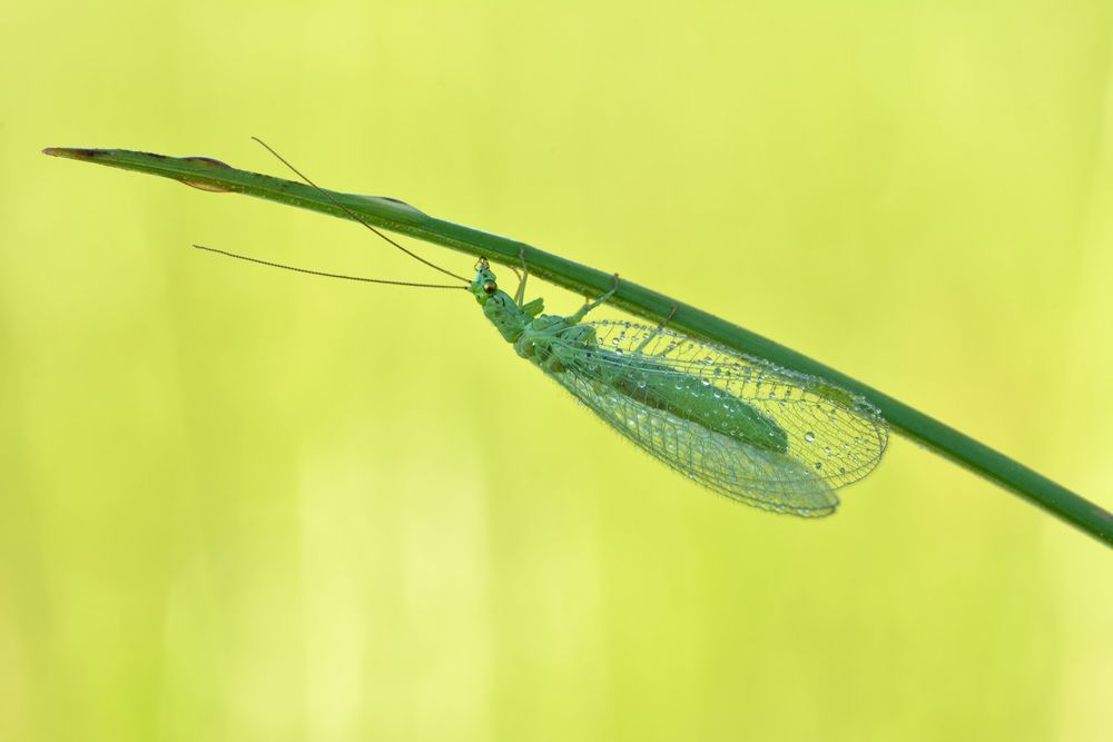 Grüne Florfliege #3