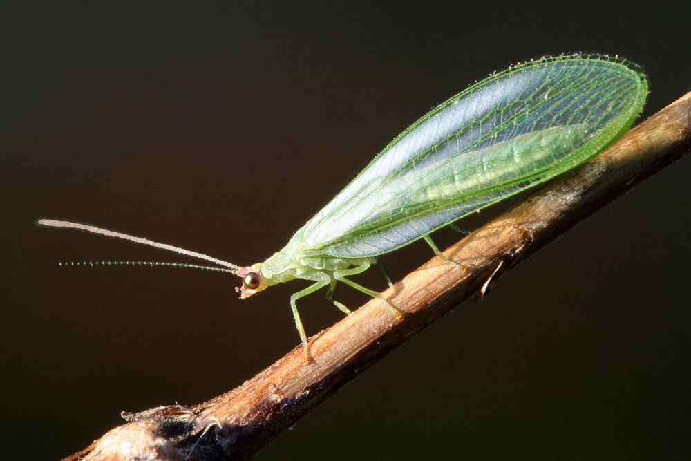 grüne Florfliege