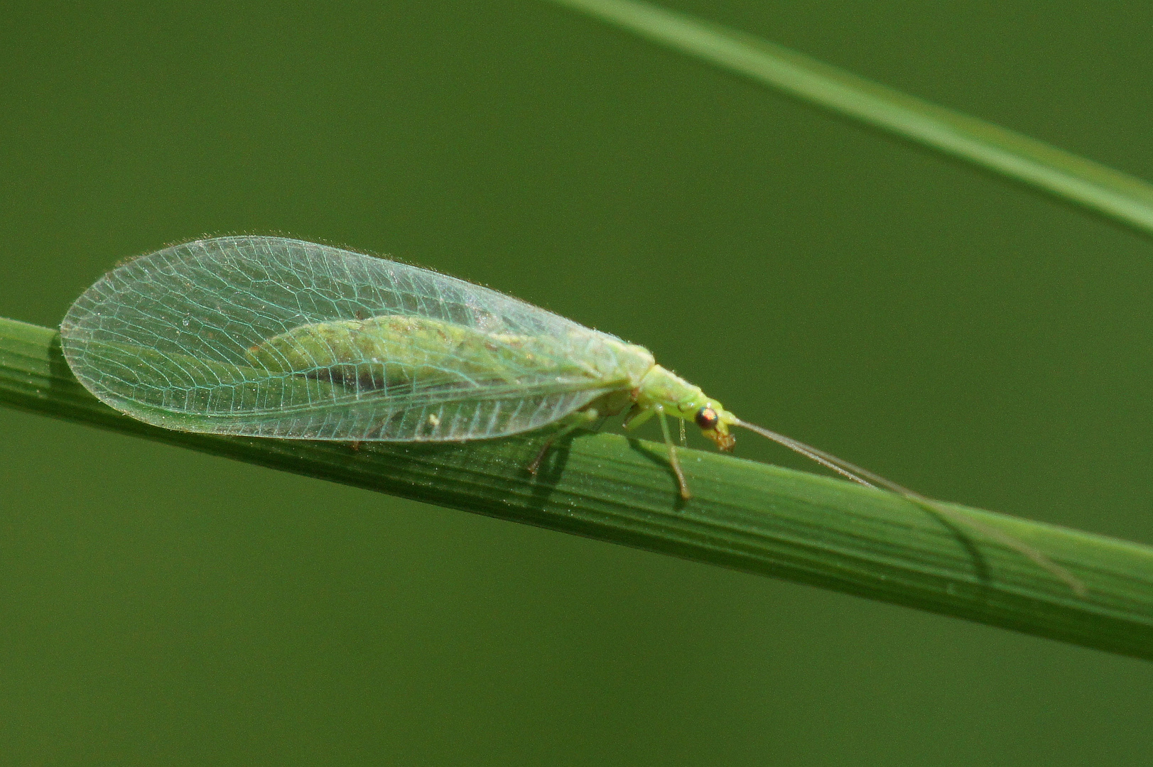 Grüne Florfliege, Chrysopa oculata