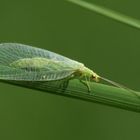 Grüne Florfliege, Chrysopa oculata