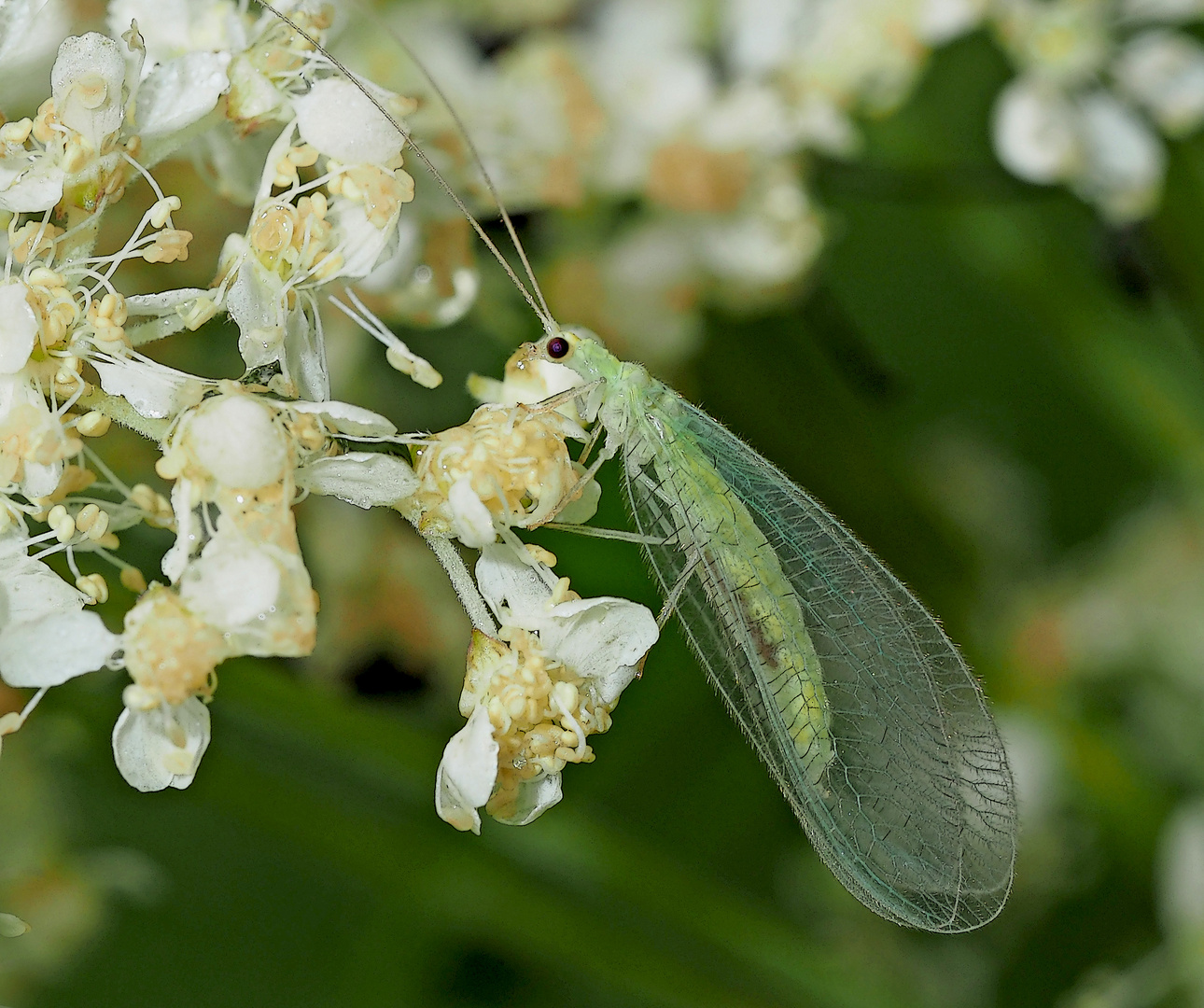 Grüne Florfliege (Chrysoperla carnea oder Chrysopa perla) 