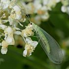 Grüne Florfliege (Chrysoperla carnea oder Chrysopa perla) 