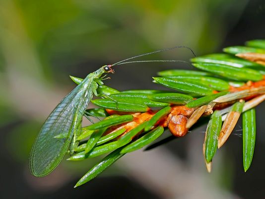 Grüne Florfliege (Chrysoperla carnea oder Chrysopa perla) - Lion des pucerons.