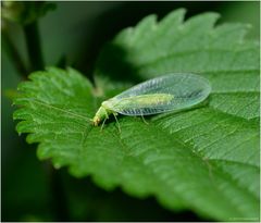 - Grüne Florfliege -