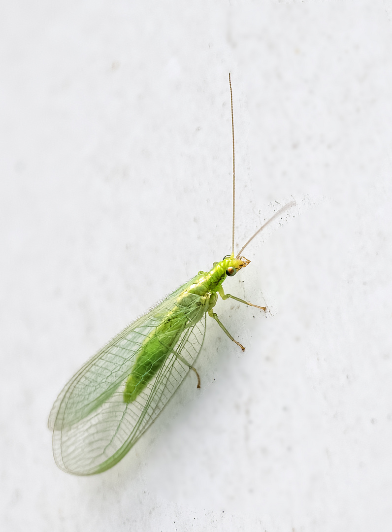 "GRÜNE FLORFLIEGE" - wenn ich richtig bin?