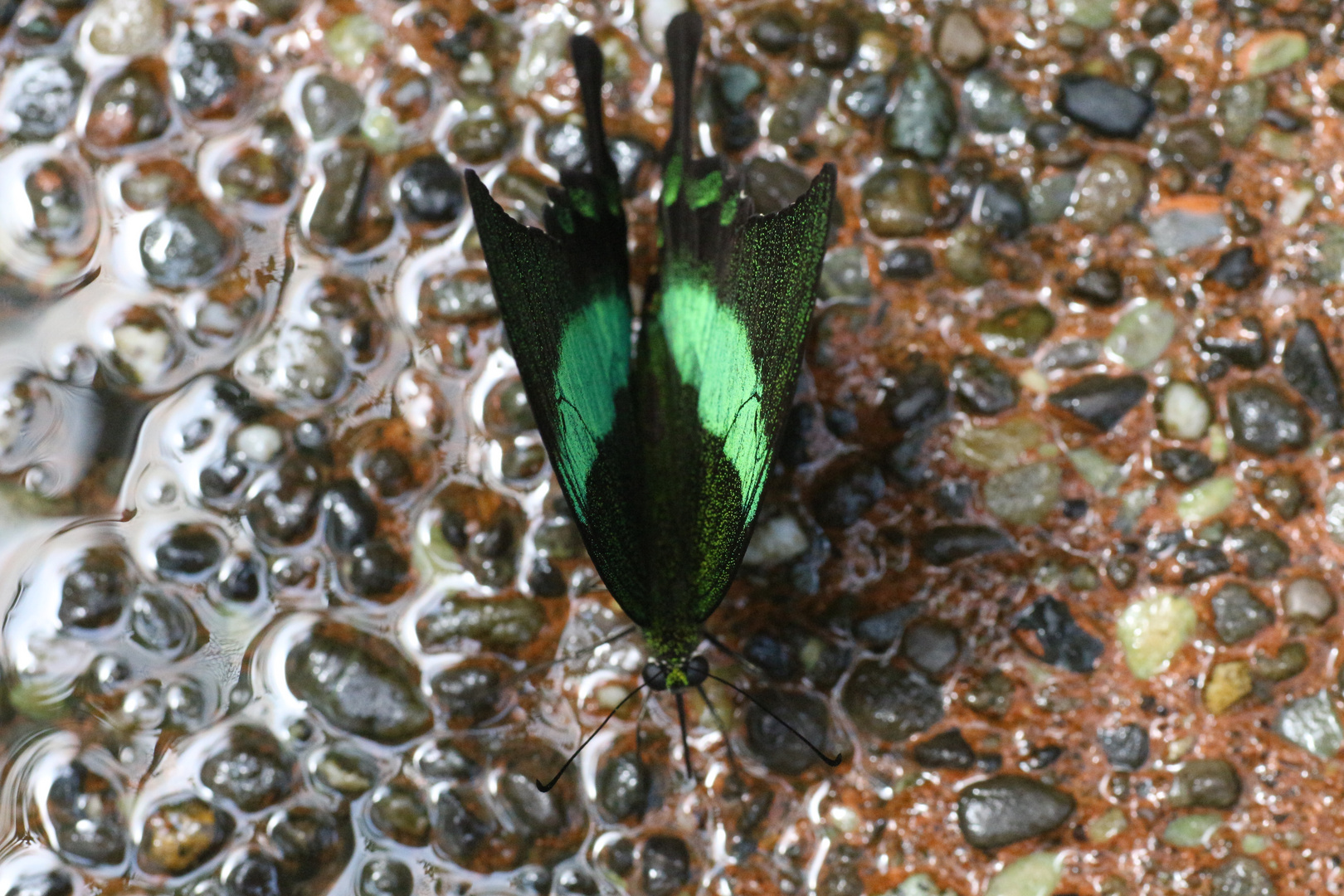 Grüne Flügel