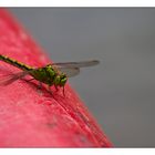 Grüne Flussjungfer